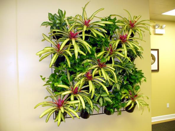 Živé rostliny jako dekorace interiéru